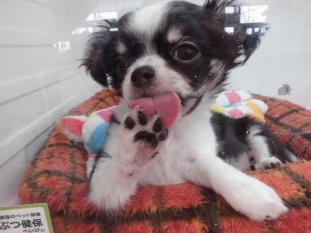 ちっちからお知らせ～( *´艸｀)