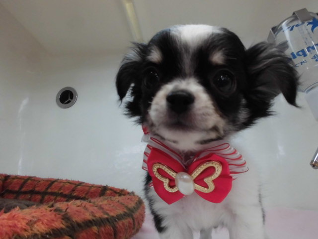 春ですね(*´ω`*)♪