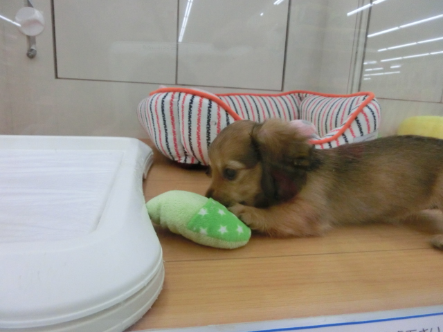 ☆★☆新人さんいらっしゃ～い☆★☆