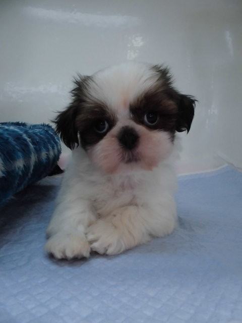 おススメ犬発表！！！!(^^)!