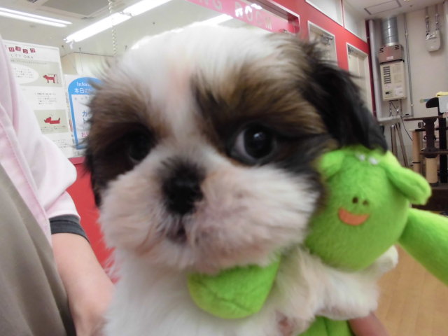 こんにちわ(*´ω`*)♡