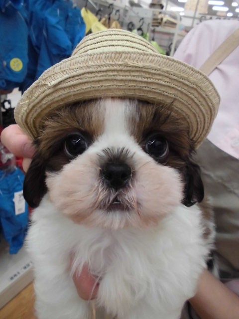 しーくんが！！