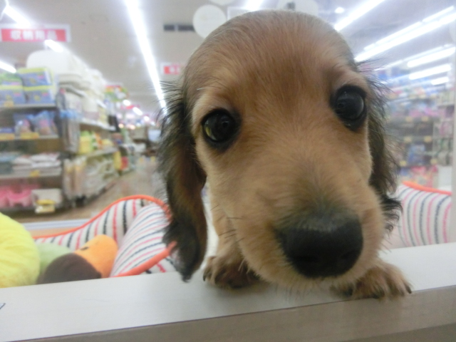 だっちゃん卒業！