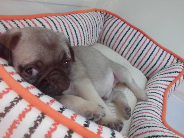 ぶちゃかわ( *´艸｀)♡