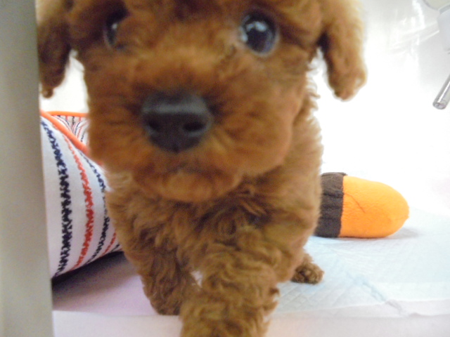 お家が決まりました☆彡