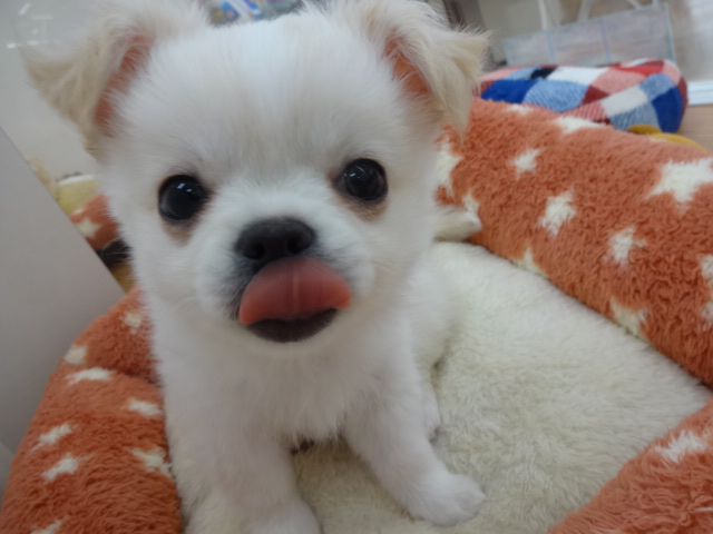 ☆　今日の大福くん！　☆