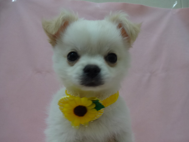 ☆　お家が決まったんだ～！　☆