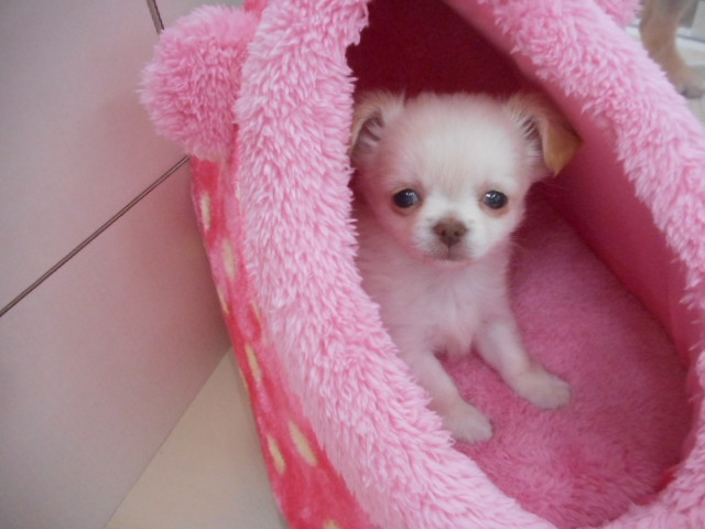 おうちが決まりました☆