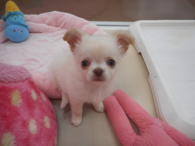 今日のちーくん★