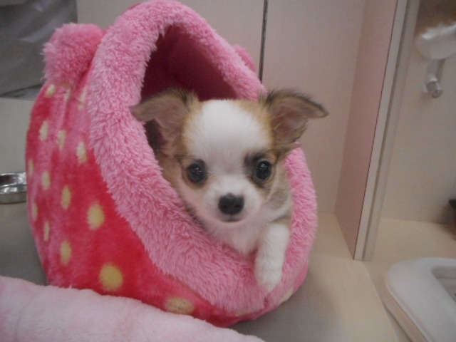 ★オススメ犬決定★