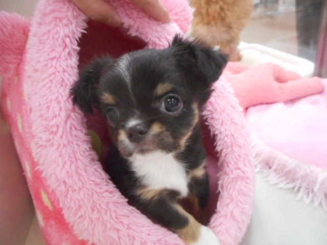 おうちがきまりました★