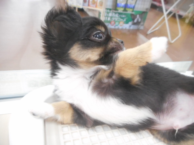 照れ屋さんなチーくん