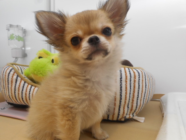 とっても懐っこいちーちゃん♪