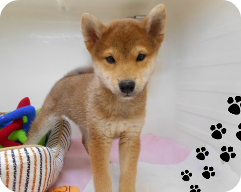 ★ファッションショー★