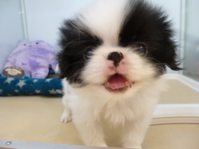 ☆狆くんのチャームポイント☆