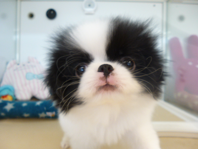 ☆狆くんお引っ越し☆