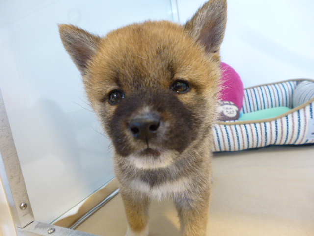 ☆オススメ犬しーやんに決まり!!☆