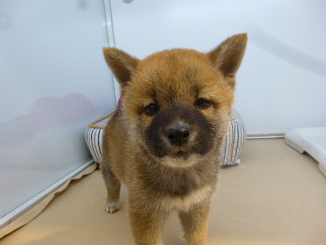 ☆しーやんの大好きなご飯タ～イム!!☆