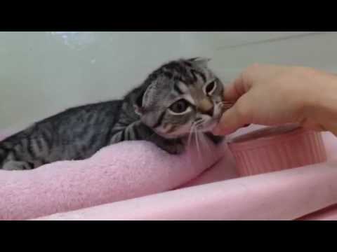 ☆にゃんにゃん特集(=^･ω･^=)
