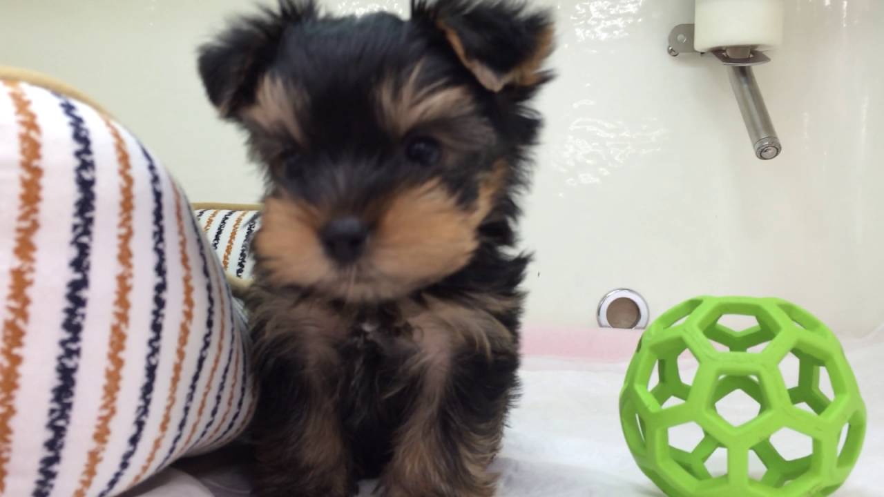 ★ＮＥＷオススメ犬ヨーキー！★