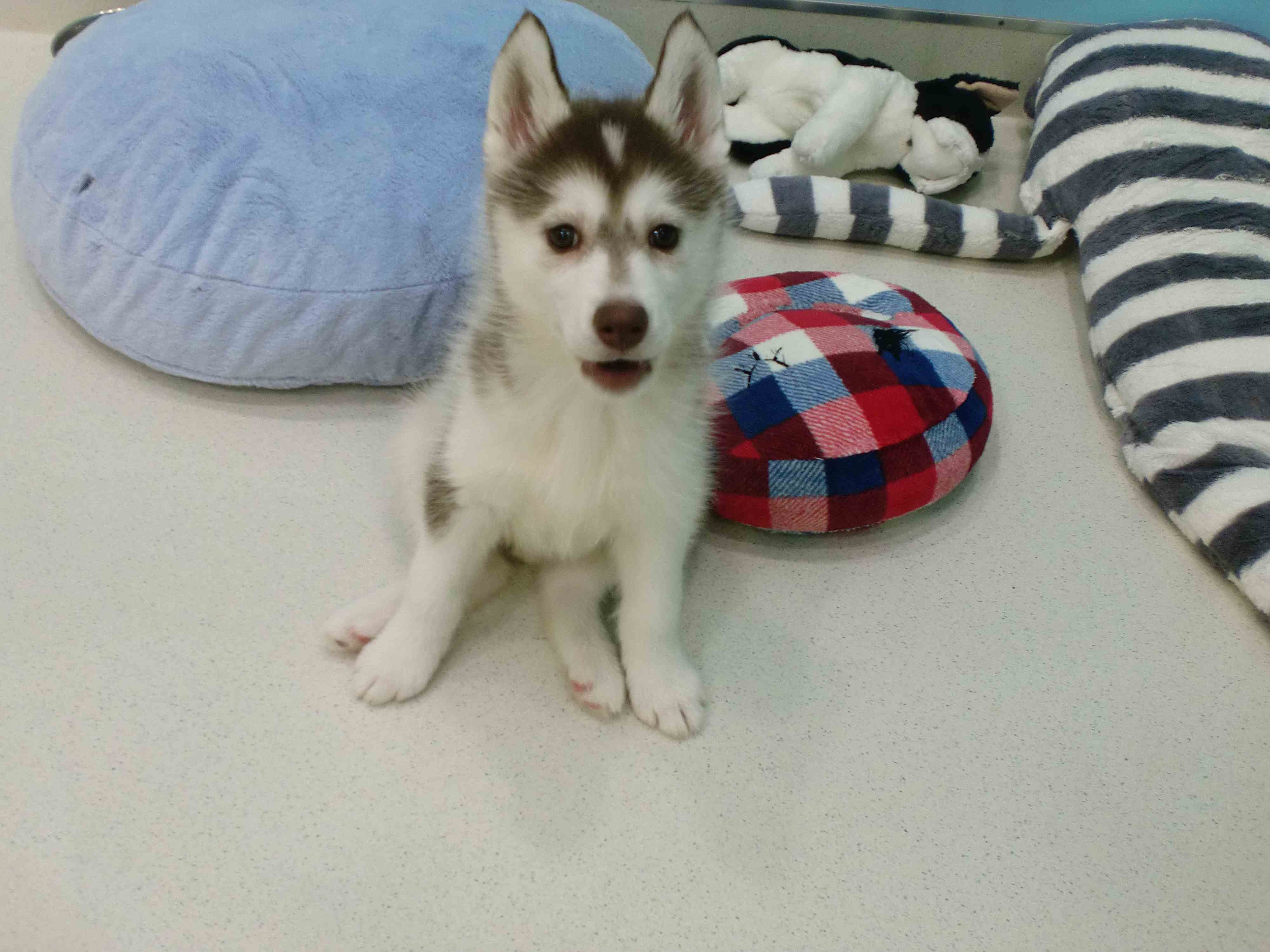 ☆はーちゃんのお引越し☆