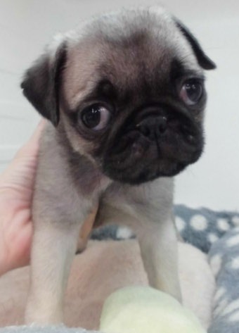 やっほー＼(^o^)／