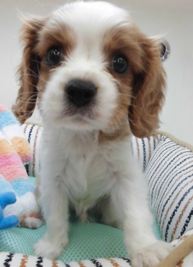 お家が決まったよ☆