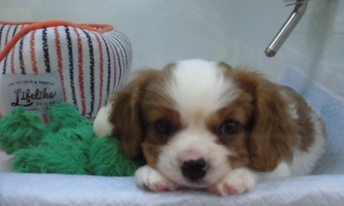 ボク、きゃんたろう。