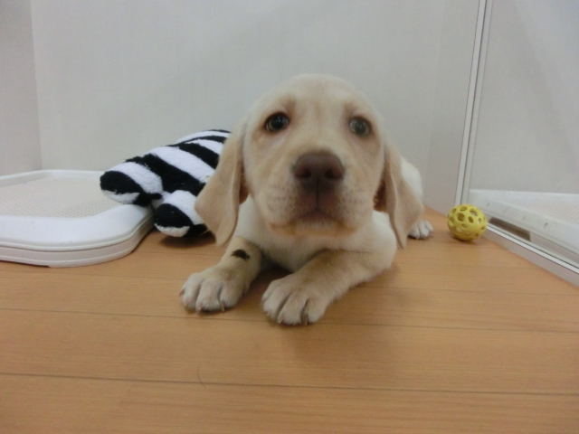 オススメワンちゃん決定！