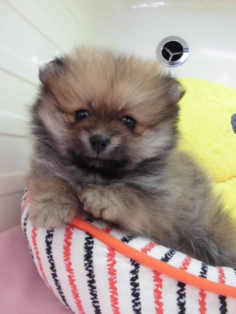 おススメ犬任命☆