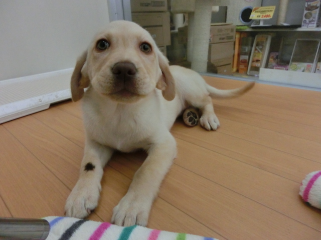 大きなお部屋にお引っ越し！