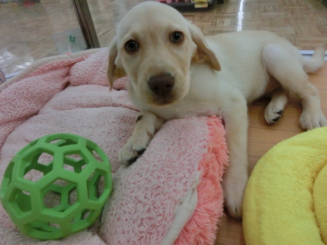 ～ラブちゃんから報告～