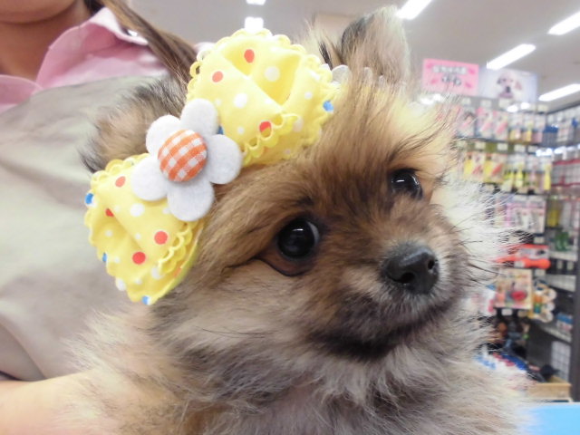 ポン子のおめかし♡♡