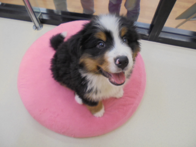 ＮＥＷ！おすすめ犬発表！！