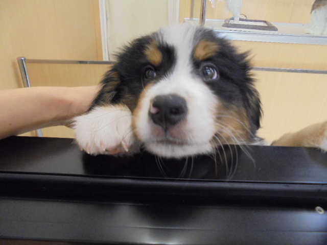 今日のバニくん♡♡