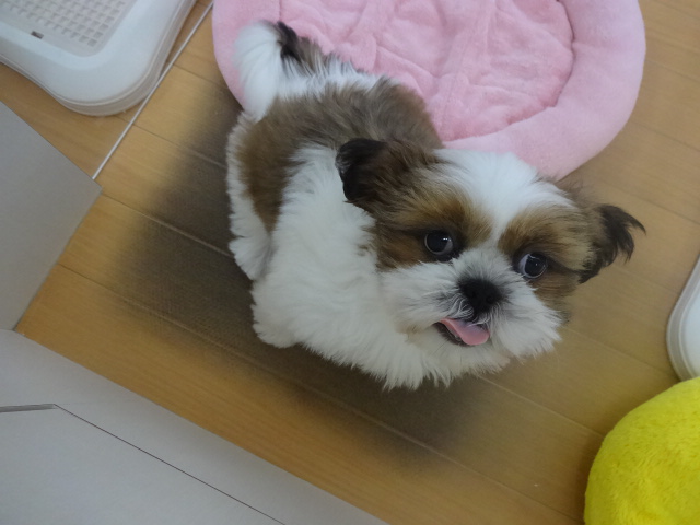 ☆　明日明後日はメガテンデー！　☆