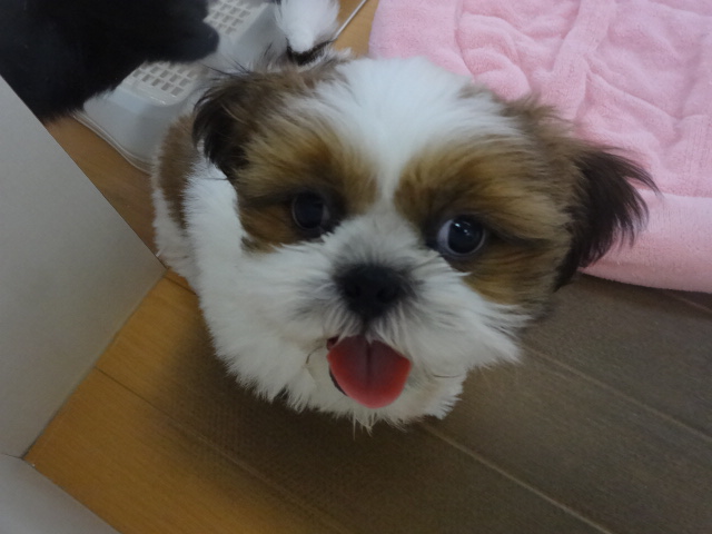 ☆　新おすすめ犬登場！☆