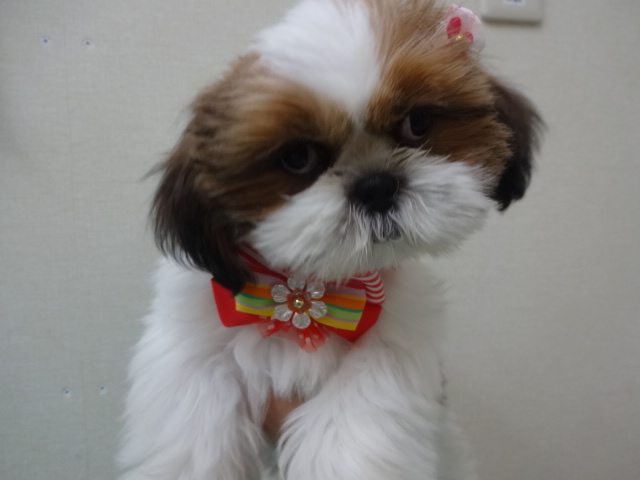 ☆　しーちゃんからのお知らせ　☆