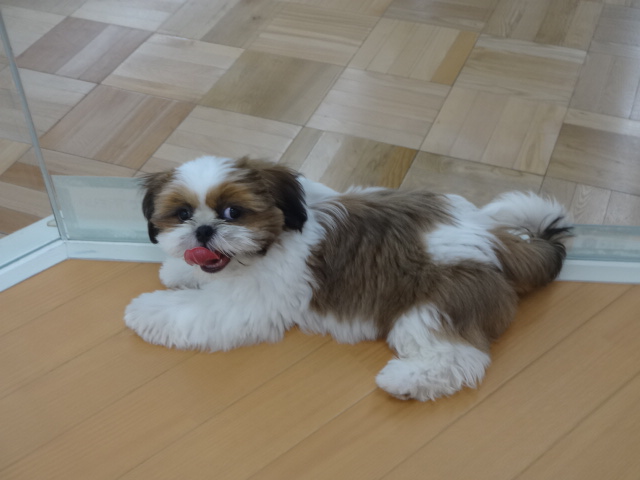 ☆　しーちゃんとお友達の巻　☆