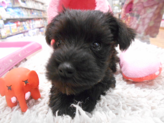 しゅったんお家が決まりました！！