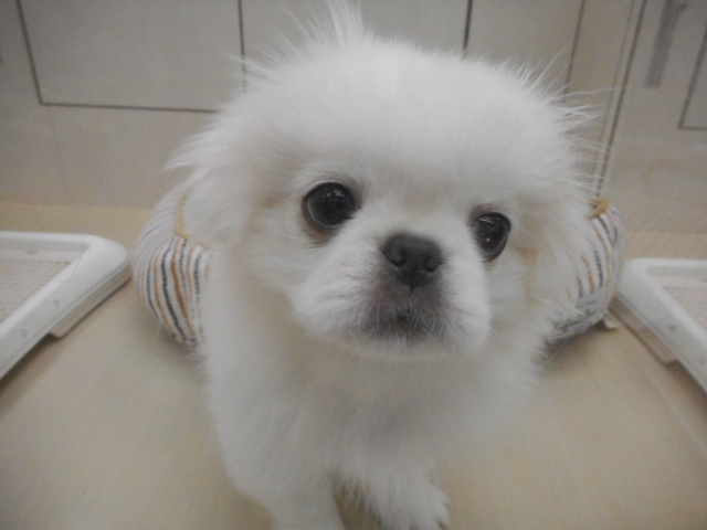 ★おすすめわんちゃん発表★