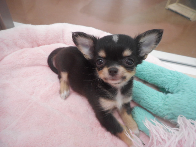 おすすめわんちゃん交代！！