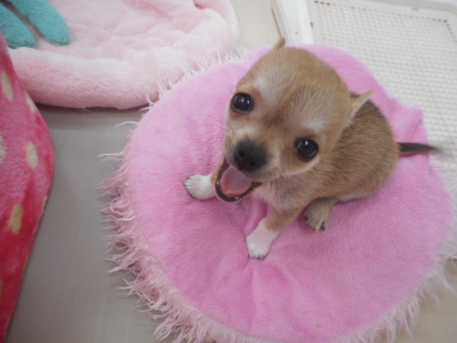 おうちがきまりました☆ＮＥＷおすすめわんちゃん☆