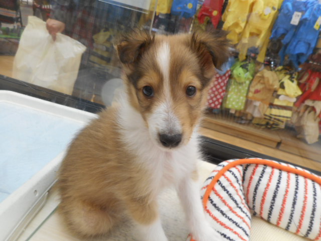 ☆ＮＥＷ☆オススメ犬　ご紹介♪