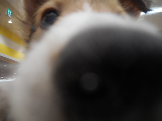 今日も元気なシェルティちゃん♪