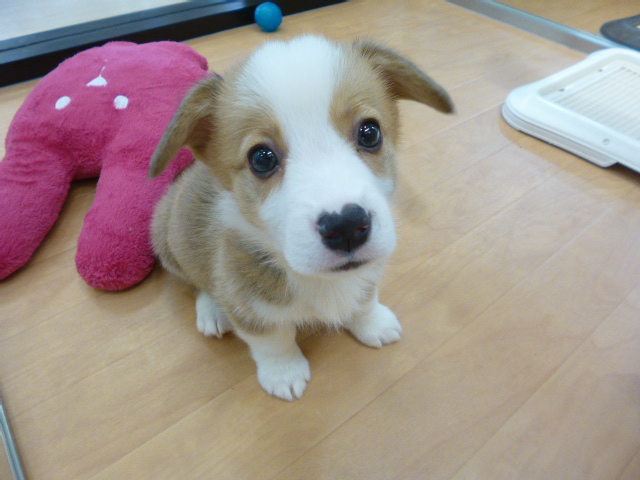 ☆バトンターーーーッチ☆