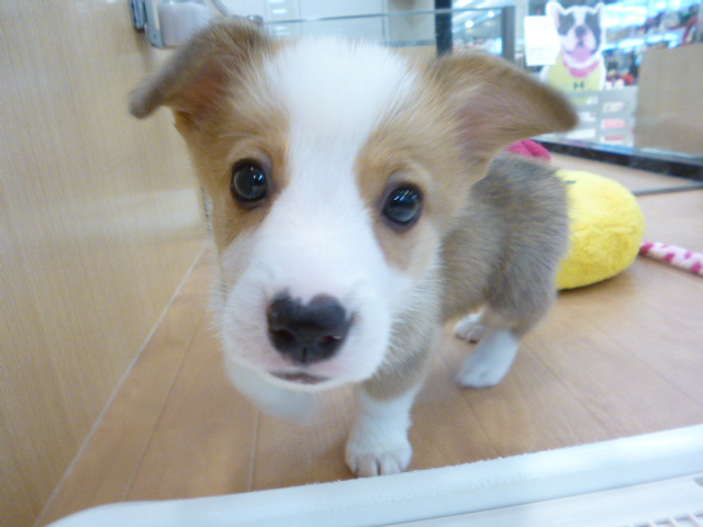 ☆なんと！！こーたんが！！☆