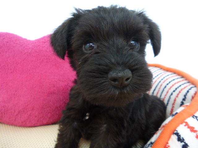 ☆シュシュたんに決定！！☆