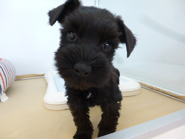 ☆シュシュちゃんの寝相が・・・☆