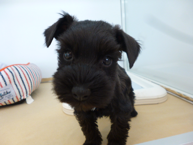 ☆シュシュちゃんについて！☆